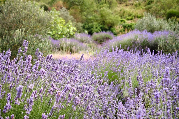 Mountain Lavender Hvar Island Croatia Lavender Oil Used Aromatherapy Perfume — Stock Photo, Image