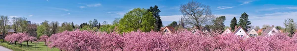 Banner Sakura Fliegeberg Hill Liliental Park South Berlin Sea Pink — Stock Photo, Image