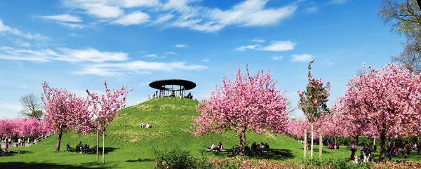Berlin Germany May 2021 Pink Sakura Fliegeberg Hill Liliental Park — Stock Photo, Image