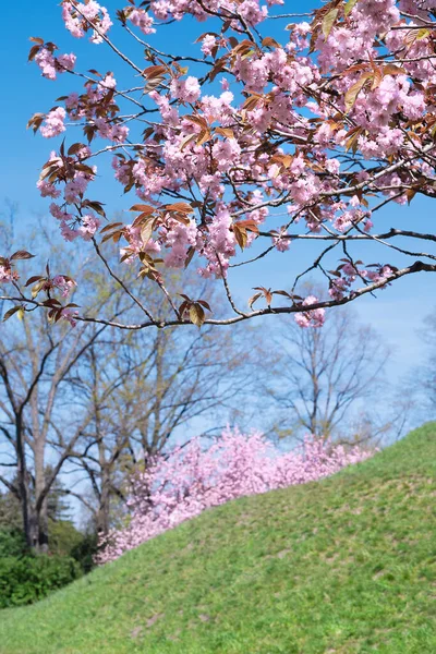 Pink Sakura Cherry Blossom Twigs Flowers Bright Day Pink Sakura — Stock Photo, Image