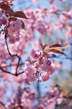 Pembe sakura, parlak bir günde çiçekli kiraz çiçekleri. Pembe, morumsu renkler, tek renkli görünüş. Romantik ilkbahar, pembe ve mavi arka plan.