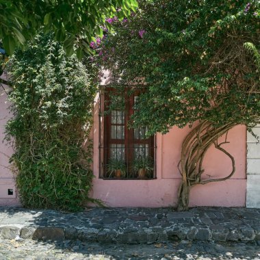 Uruguay 'daki Colonia del Sacramento' da incir şarabı ve diğer yeşilliklerle kaplanmış bir kırsal pencere.