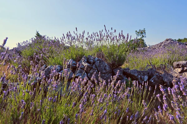 Primo Piano Sulla Lavanda Montagna Sull Isola Hvar Croazia Olio — Foto Stock