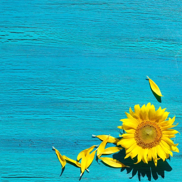 Banner with yellow sunflower flowers and petals scattered on vibrant textured turquoise wood. Corner composition, copy-space, place for text. Simple minimal square background with natural flowers.