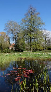 Berlinde çiçek açan narsis ve yüzen nemfomanın sakin sulara, olgun yaprak döken ağaçlara ve berrak mavi gökyüzü altında sakin mevsimsel manzaralar oluşturan tarihi bahçe kulübesine yansıdığı bir bahar havuzu.