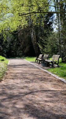 Berlin 'de bahar aylarında Betula Pendula huş ağacı ve taze yeşil gölgeliklerin altındaki ahşap banklarla kaplı park yolu yürümek, okumak ve dinlenmek için sakin bir şehir doğası inzivası sunuyor.