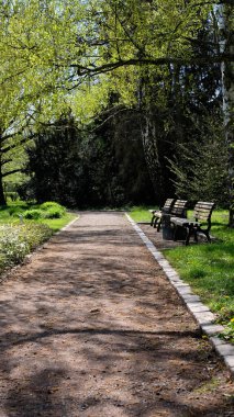 Berlin 'de bahar aylarında taze yeşil gölgeliklerin altında olgun huş ağaçları ve ahşap banklarla kaplı park yolları, yaprakların arasından süzülen güneş ışığı, çakıl yollarında lekeli gölgeler ve barışçıl yürüyüşler için çimenli sınırlar.