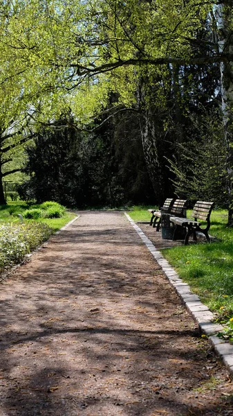Berlin 'de bahar aylarında taze yeşil gölgeliklerin altında olgun huş ağaçları ve ahşap banklarla kaplı park yolları, yaprakların arasından süzülen güneş ışığı, çakıl yollarında lekeli gölgeler ve barışçıl yürüyüşler için çimenli sınırlar.