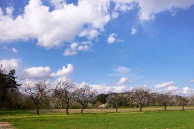 Berlin 'deki streuobstwiese otlak çayırlarında çiçek açan kiraz ağaçlarıyla kaplıydı. Geniş mavi gökyüzünün altında. Dağınık bulutlar, sakin bahar manzarası ve mevsimlik açık hava manzarası yayıyordu.
