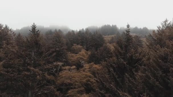 Drohne Schießt Wipfel Brauner Trockener Bäume Dichtem Nebel Humboldt Lagoons — Stockvideo