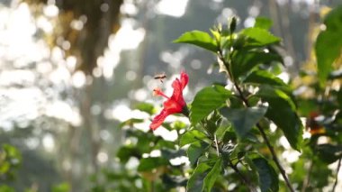 Çiçekler ve yeşil yapraklar doğal rüzgarda yavaşça sallanıyor. 