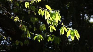 Green Leaves and branches in waving and moving in natural breeze