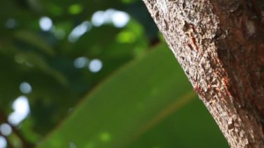 Tactical Knife Stuck On Tree Trunk