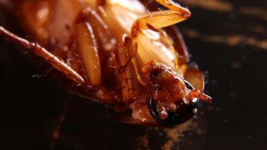 Bir hamamböceğinin hareketini kapat. 