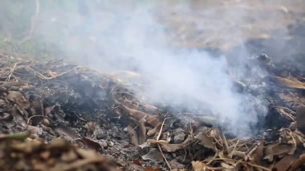 Blazing Fire Smoke Inflames Burning — Stock Video