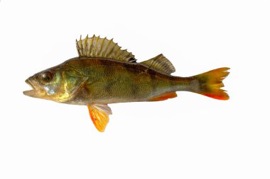 River perch isolated on white. Fish hut.