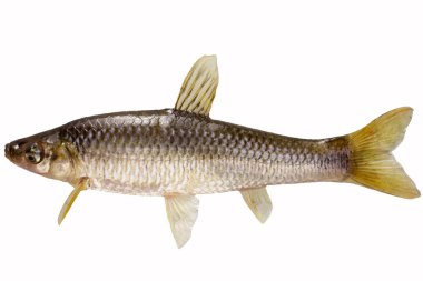 Amur chebachok. Freshwater fish isolated on white.