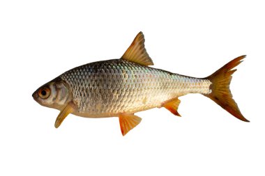 roach fish isolated on a white background