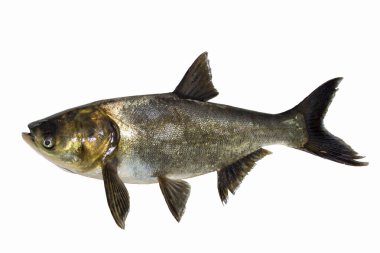 Big fish isolated on white. silver carp