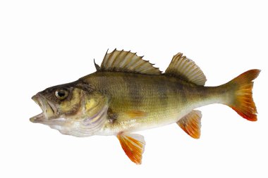 Freshwater fish. River perch isolated on white. Fish with open mouth.