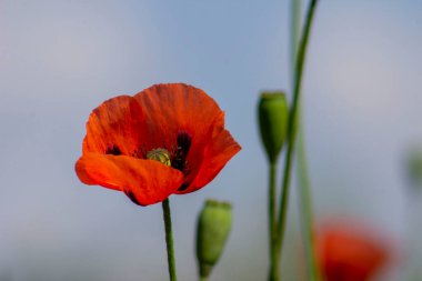 Red poppy with blurred background.