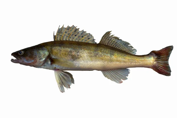 Freshwater Pike Perch Fish Isolated White — Stockfoto