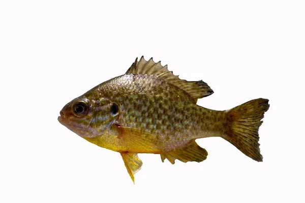 Sun perch isolated on white. Freshwater fish.
