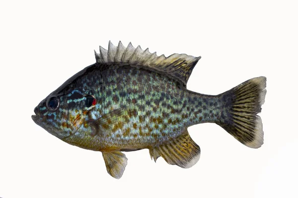 Sun Perch Isolated White Freshwater Fish — Stock Photo, Image