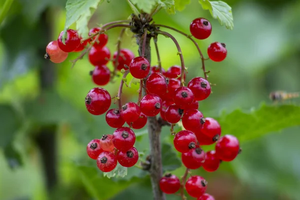 Red Currant Berries Blurred Background — Foto de Stock