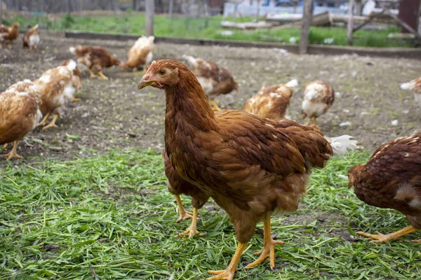 Laying Hen Loman Brown Selective Focus — Stok fotoğraf