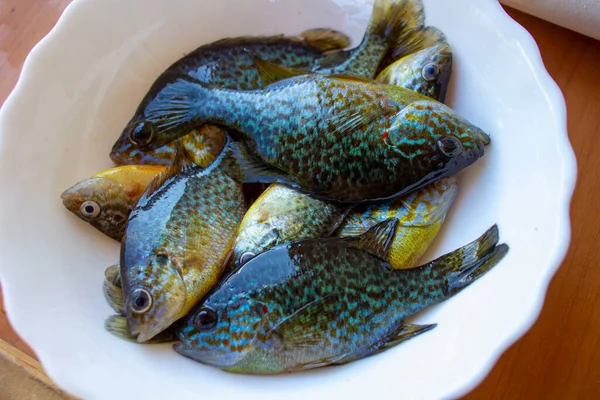 Sun Perch Colorful Fish Plate — Foto Stock