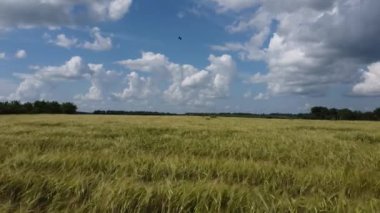 Field with yellow barley and white fluffy clouds.