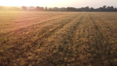 Sunrise over a barley field