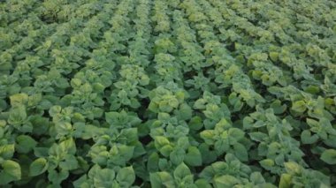 Alan genç yeşil ayçiçeği ile.