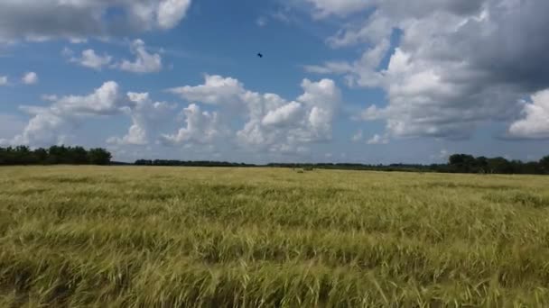 Поле Желтым Ячменем Белыми Пушистыми Облаками — стоковое видео