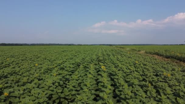 Enorme Campo Girasoli Giovani Filmati Non Graditi Tramonto Vista Drone — Video Stock