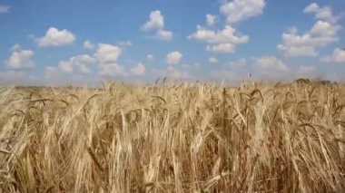 An old blue tractor throws hay on the field