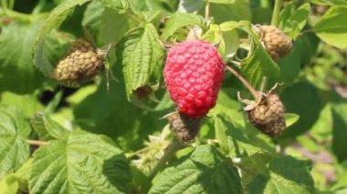 Plucking ripe raspberries from the bush