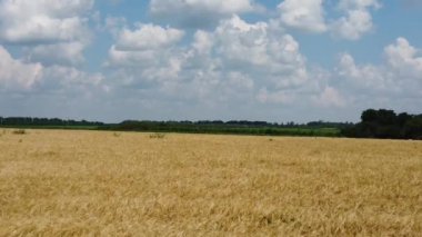 Bir buğday tarlasında uçmak