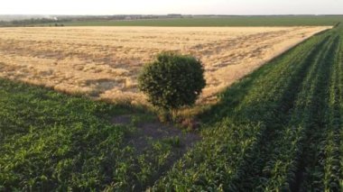 lone tree on a field of corn.