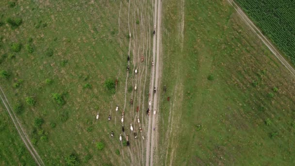 Cows Walk Pasture Path — Video Stock