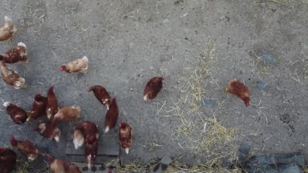 Red Chickens Run Ground — Stockvideo