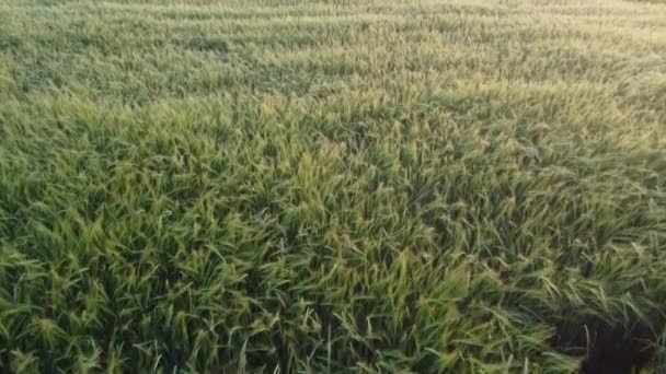 Spikelets of barley in the morning sun — Video Stock