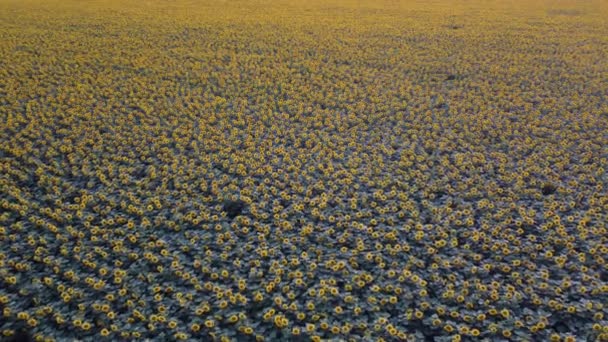 Drone flying over blooming sunflowers. Video 4k — Stok Video