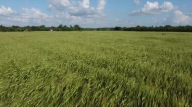 The wind makes waves on young green barley