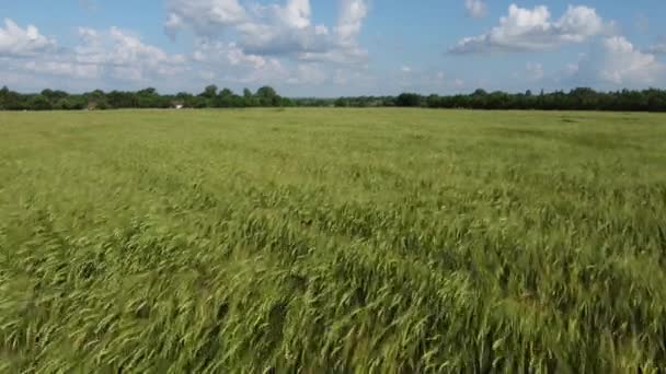 The wind makes waves on young green barley — Stok Video