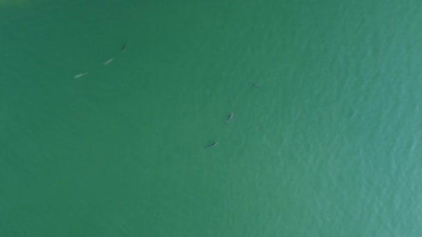 Große Silberkarpfen schwimmen im blauen Wasser. — Stockvideo