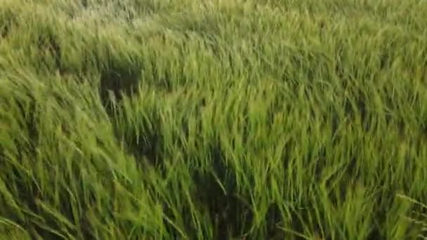 年轻的大麦穗在风中摇曳 — 图库视频影像