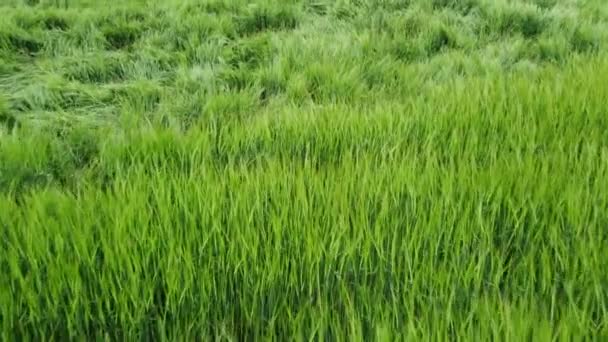 Broken stalks of green barley — Vídeo de stock