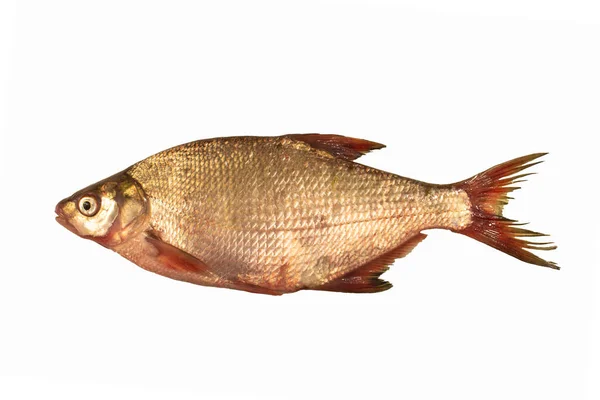 Bream Fish Isolated White — Stock Photo, Image